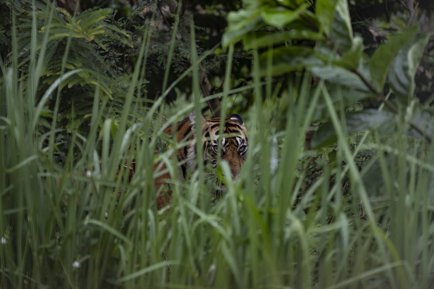Sumatra Tiger at Home