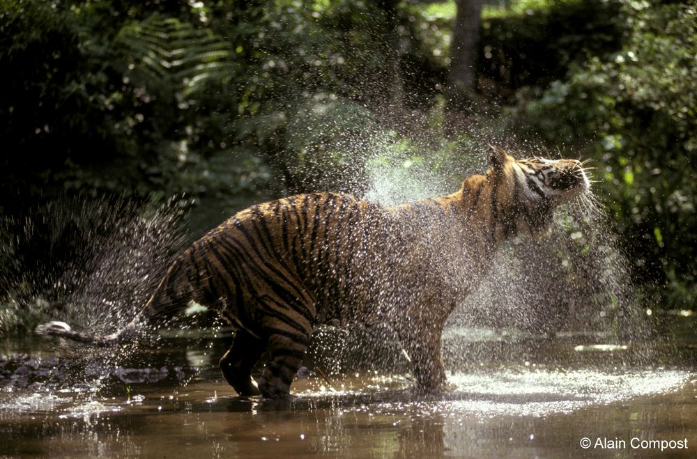Sumatra Tiger at Home